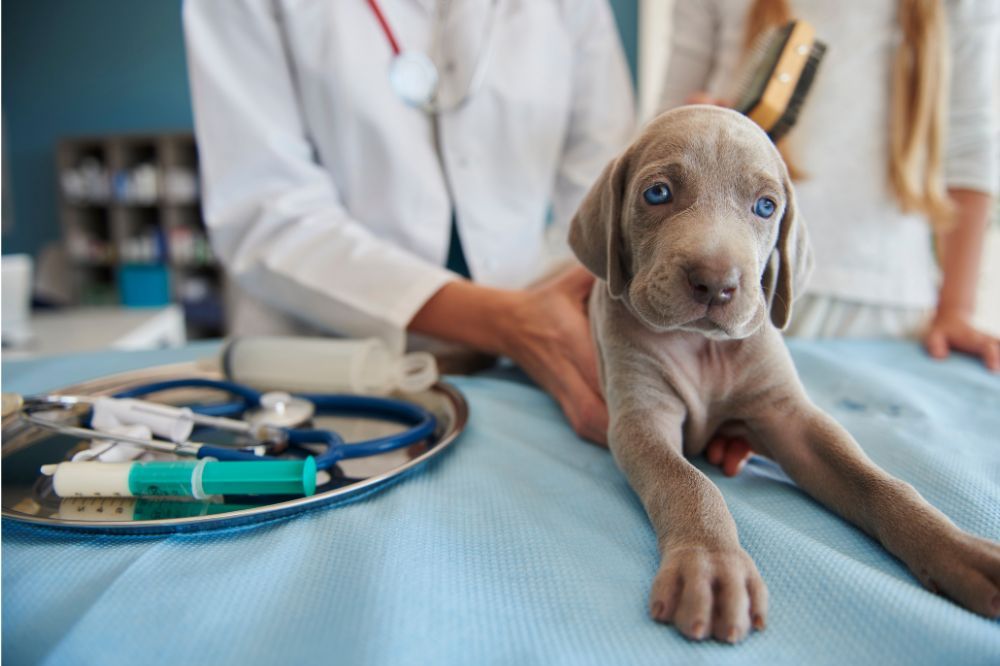 Inconvenients de lassurance medicale pour chiens