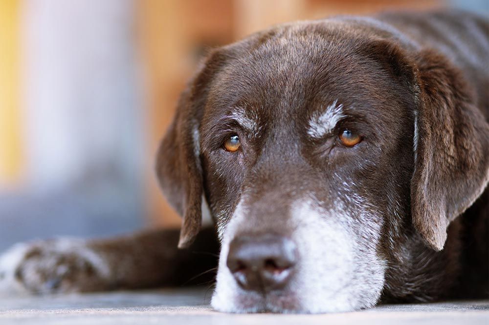 Incoraggia uno stile di vita attivo cane