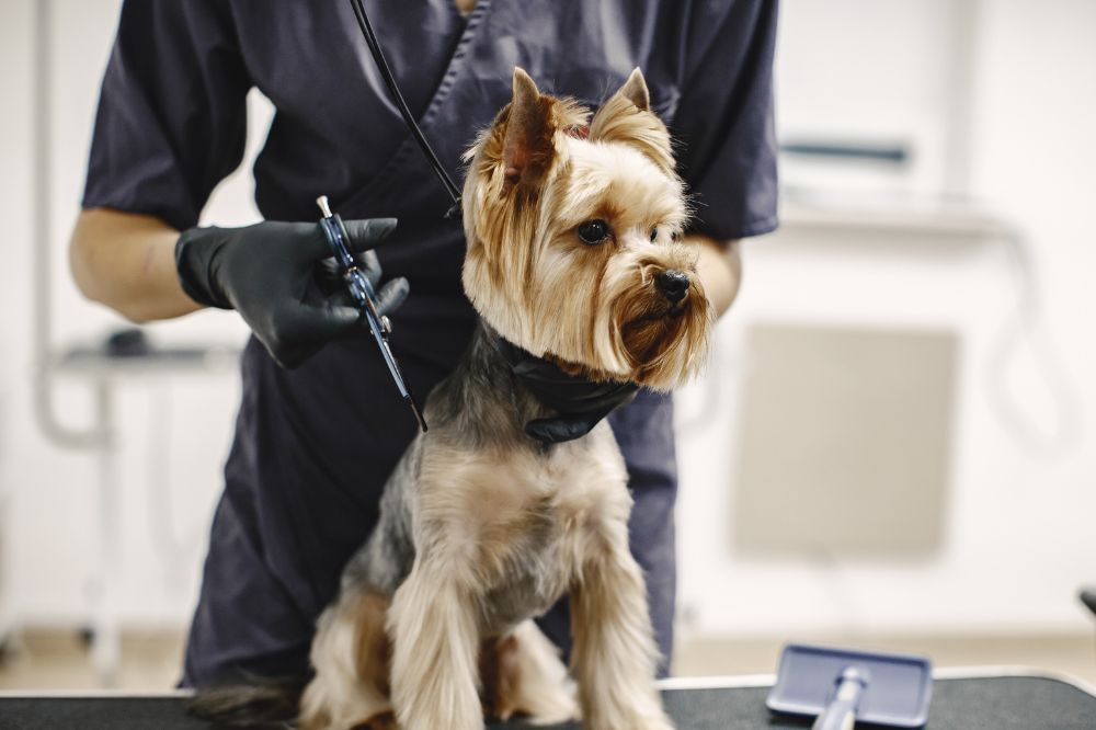 Intelligenza e capacita di allenamento