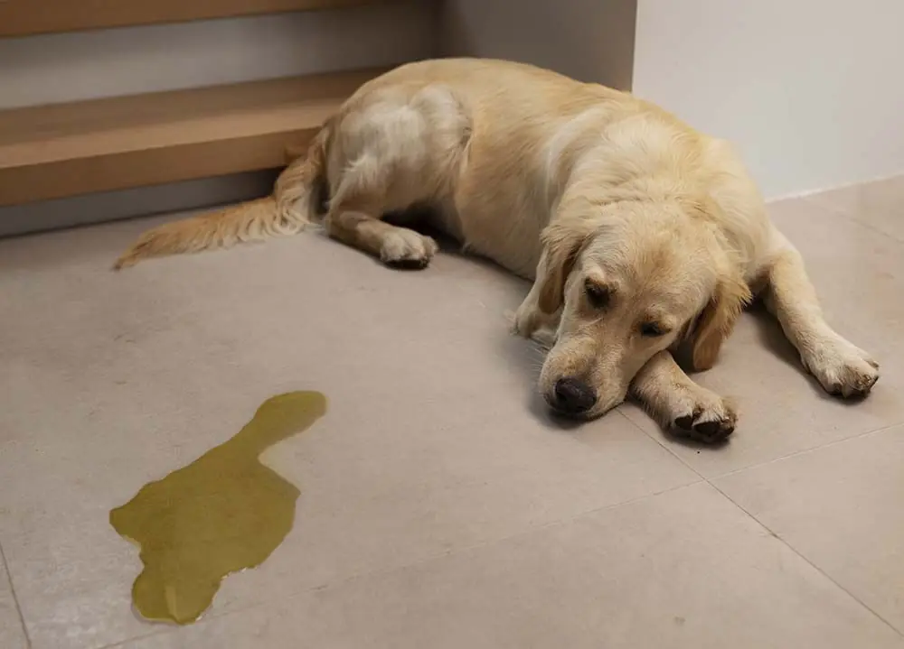 Intolleranza Alimentare nel Cane: Sintomi e Cause