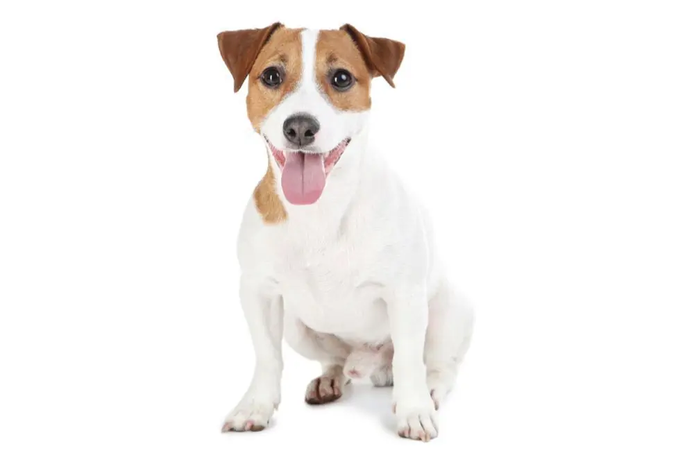 Jack Russell: Caractéristiques, Caractère et Soins