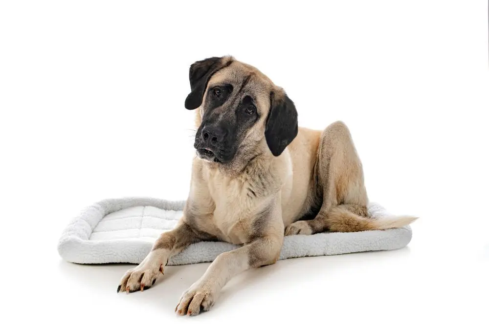 Kangal: Características, Cuidados y Carácter