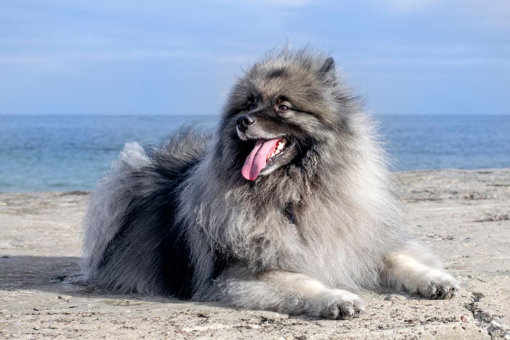 Keeshond descansando con vista al mar