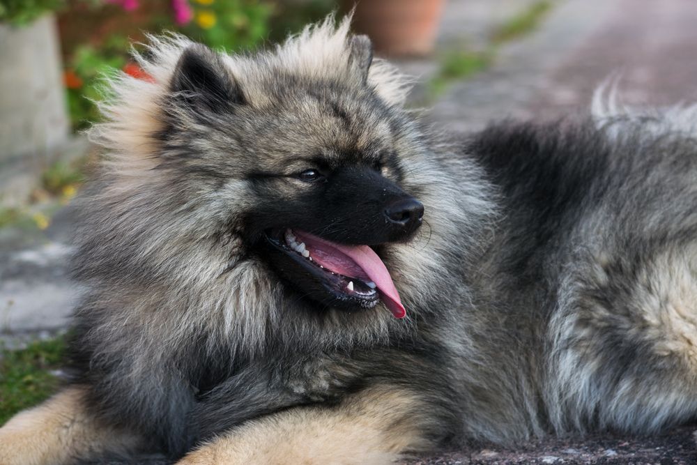 Keeshond descansando con la lengua afuera