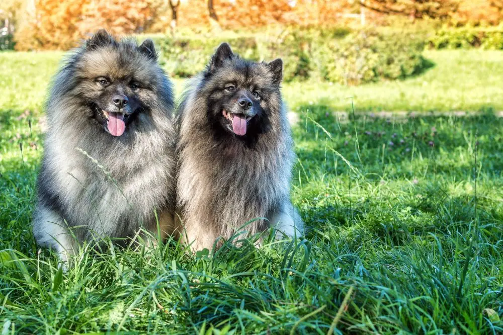 Keeshond: Características, Cuidados y Carácter
