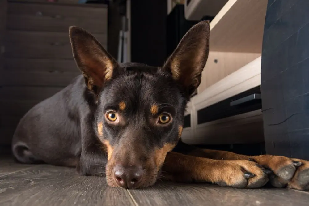 Kelpie Australien: Caractéristiques, Caractère et Soins