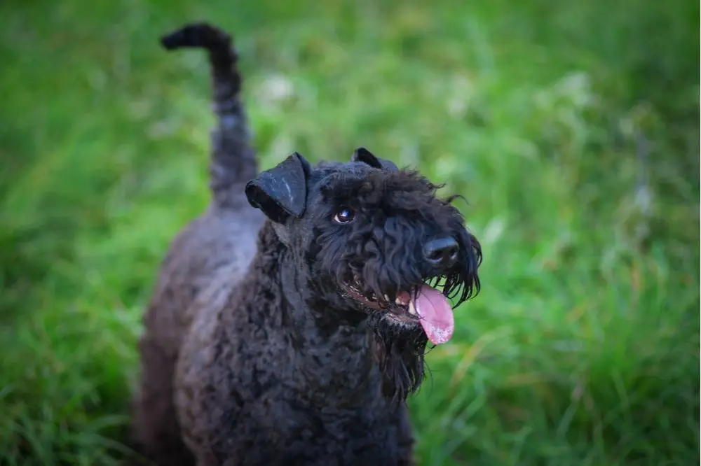 Kerry Blue Terrier: Caractéristiques, Caractère et Soins
