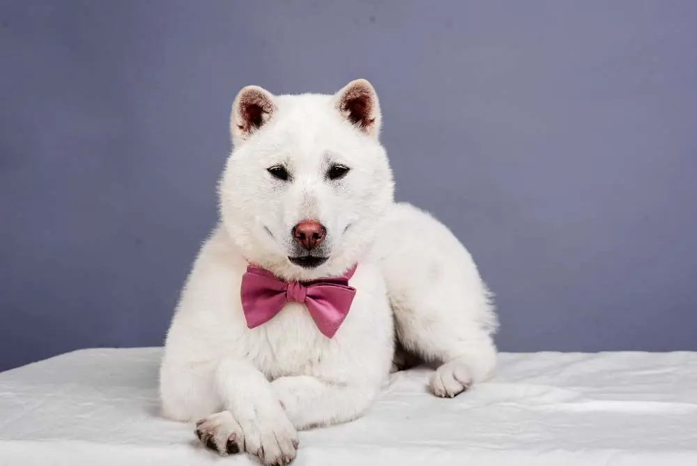 Kishu Inu o Kishu Ken: Características, Cuidados y Carácter