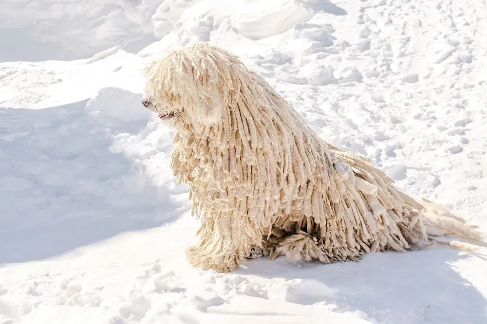 Komondor: Características, Cuidados y Carácter