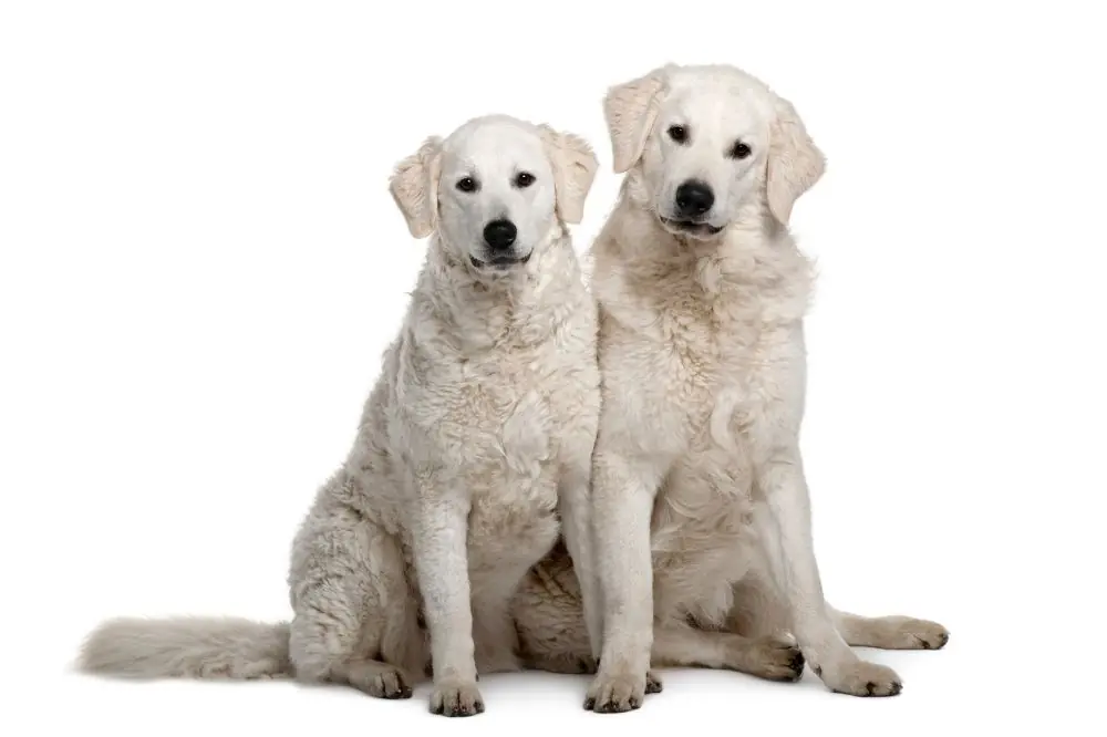 Kuvasz: Características, Cuidados y Carácter