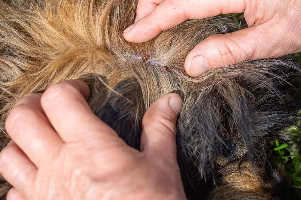 La Piroplasmose chez le Chien: Une menace invisible pour nos compagnons à 4 pattes!