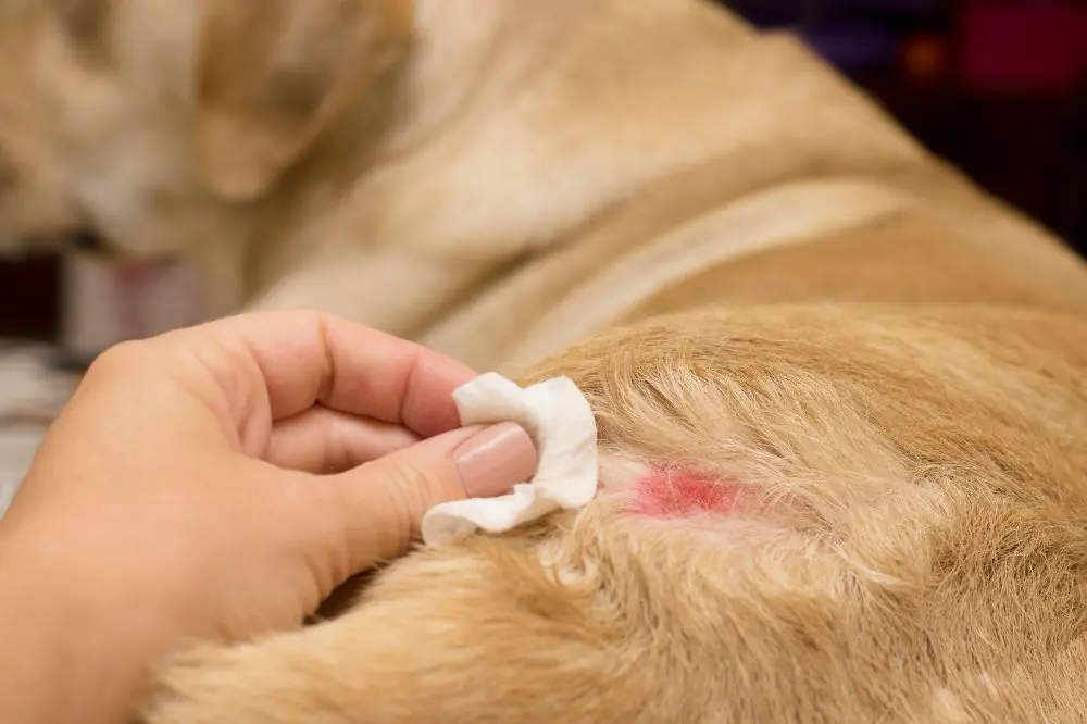 La dermatite chez le chien : une alimentation correcte pour la prévenir