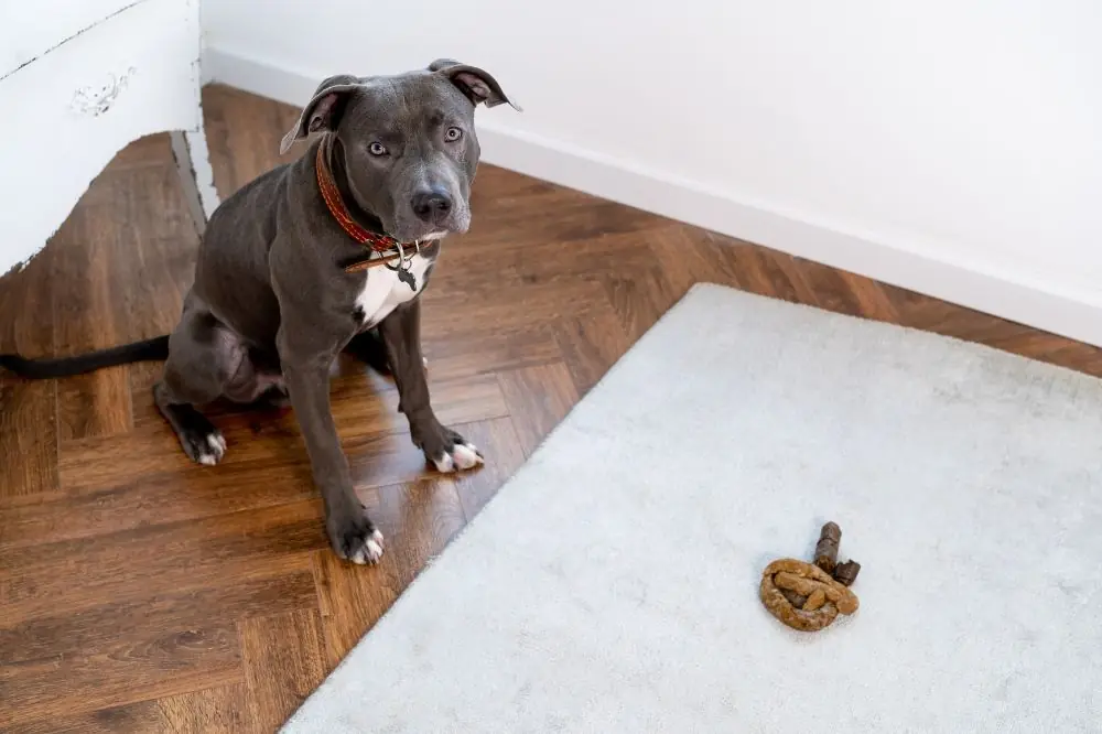La diarrhée sanglante chez les chiens : causes et traitements