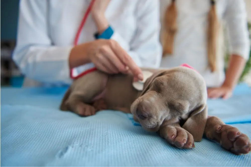 La filariosi canina: i sintomi e come combatterla