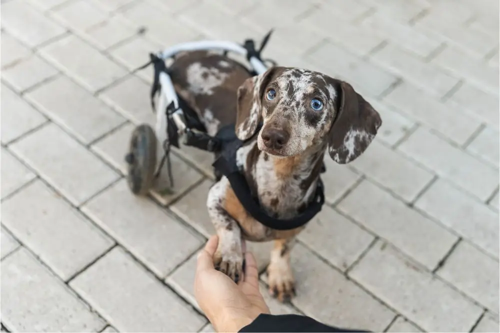 La gestion de la douleur chez les chiens atteints d'arthrite