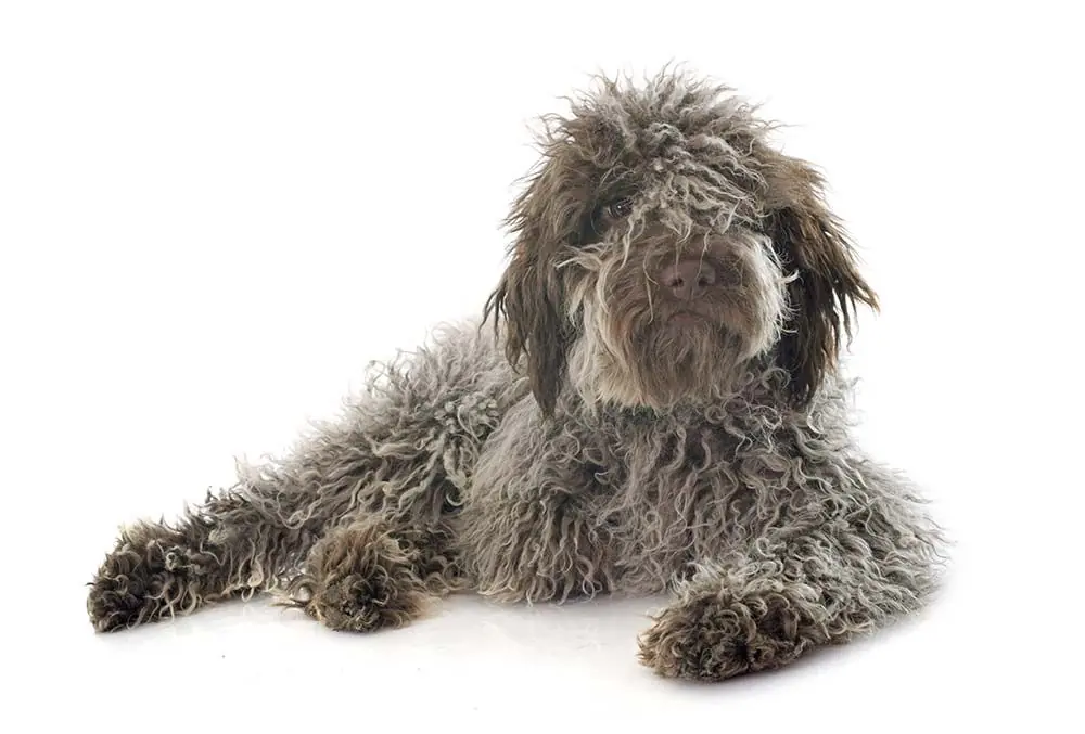 Lagotto romagnolo