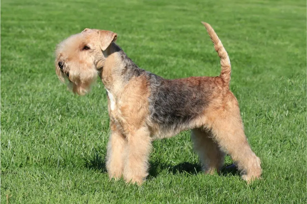Lakeland Terrier: Caractéristiques, Caractère et Soins