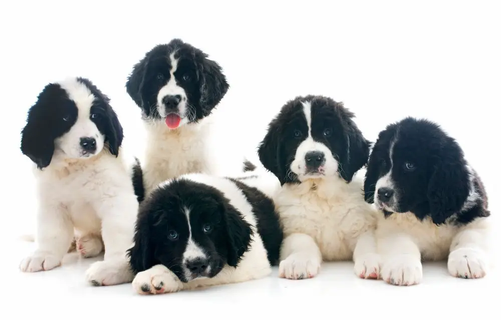 Landseer: Características, Cuidados y Carácter