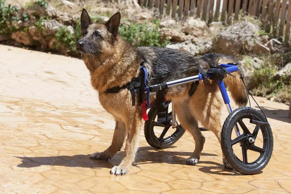 Le zampe posteriori del Pastore Tedesco: problemi e soluzioni