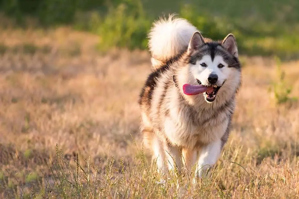 Le malattie e i problemi più comuni del Alaskan malamute