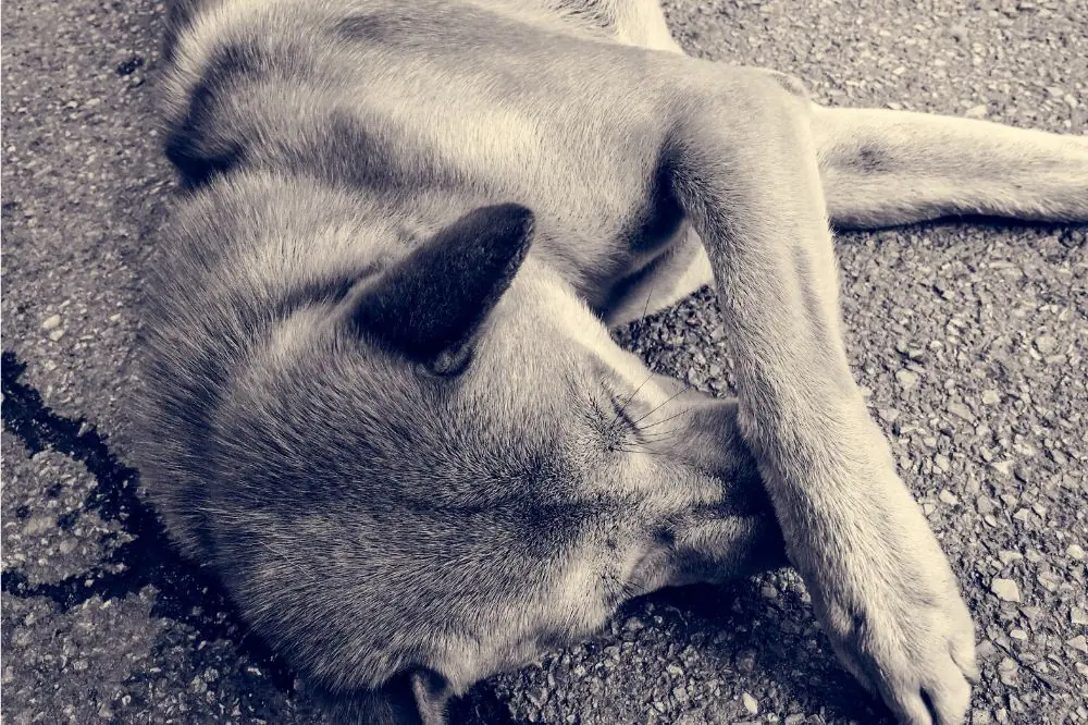 Lecher frequemment la zone genitale