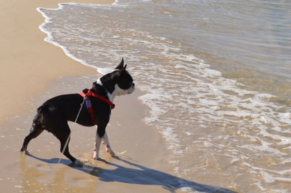 Leducation du Frenchton cest comment