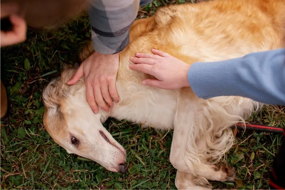 Leishmania: La verità sulla malattia canina più comune!