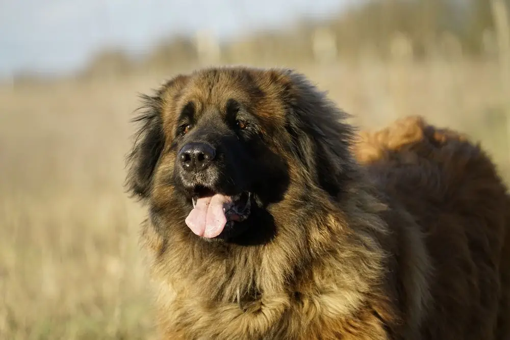 Leonberger descansando al aire libre con la lengua afuera