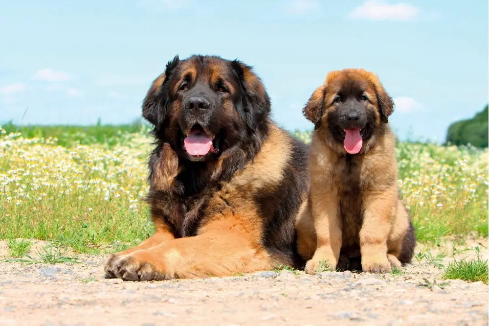 Leonberger: Características, Cuidados y Carácter