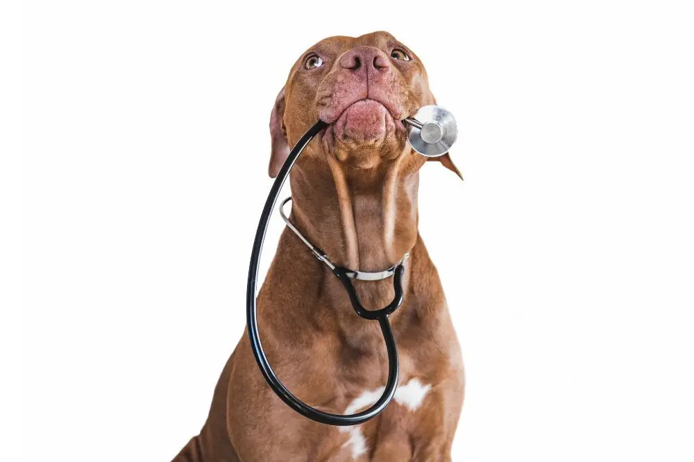 La Leptospirosi: Una Minaccia Pericolosa Per Il Tuo Cane