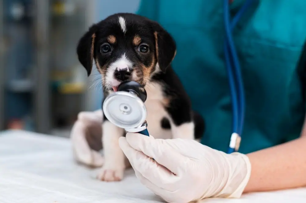 Leptospirosis Canina: Síntomas, Prevención y Tratamiento