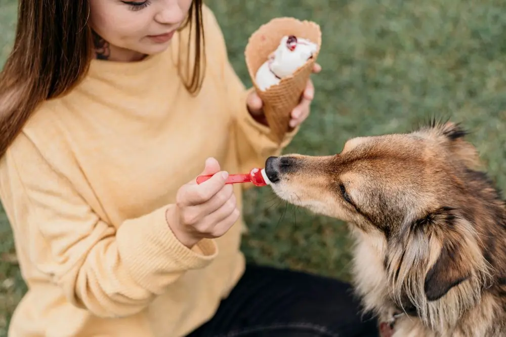Les aliments toxiques pour les chiens : ce que vous devez savoir