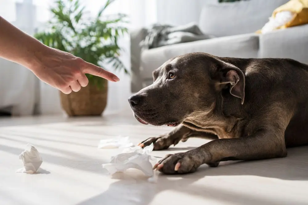 Les avantages et les inconvénients de l'adoption d'un chien âgé