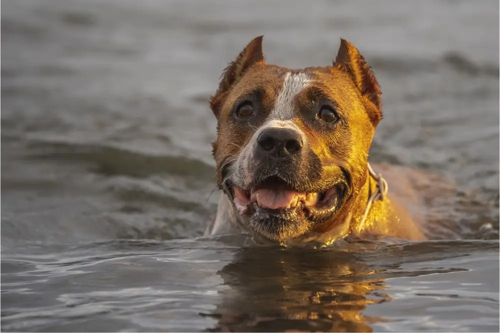 Les bienfaits de l'exercice pour la santé des chiens