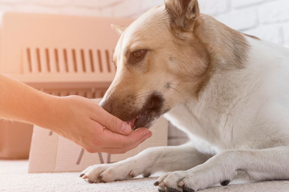 Les caracteristiques des croquettes pour chien