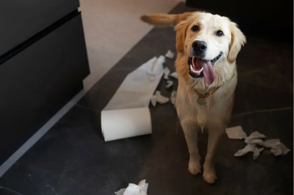 Les causes de la constipation chez les chiens et comment y remédier