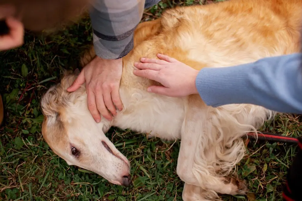 Les chiens et les problèmes de foie : comment les prévenir grâce à l'alimentation ?