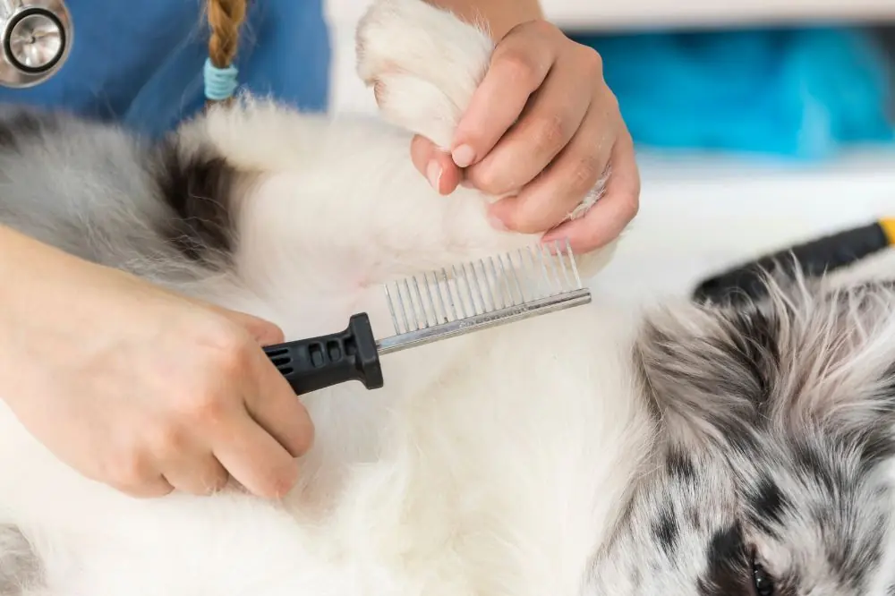 Les dangers des tiques pour la santé des chiens