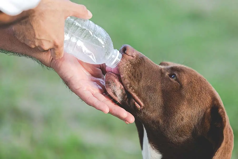 Les effets de la chaleur sur la santé des chiens et comment les éviter