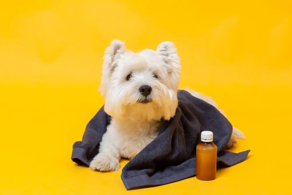Les effets des médicaments sur la santé des chiens