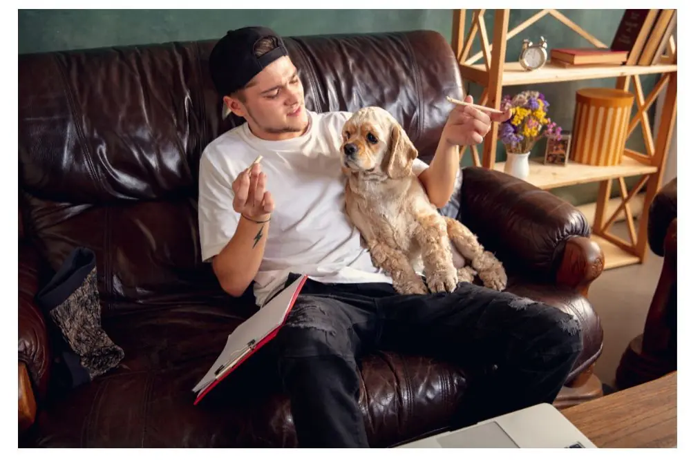 Les effets du tabagisme sur la santé des chiens