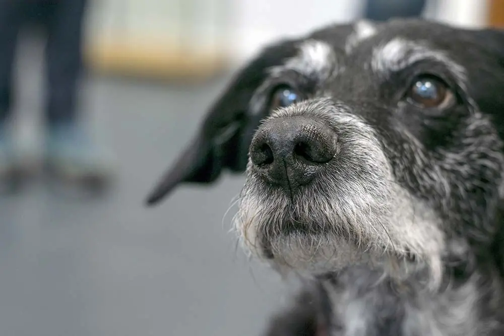 Les effets du vieillissement sur la santé des chiens