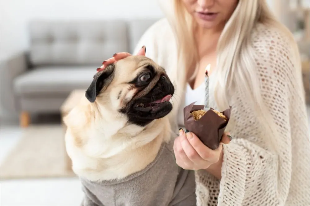 Les risques de l'obésité chez les chiens et comment la prévenir