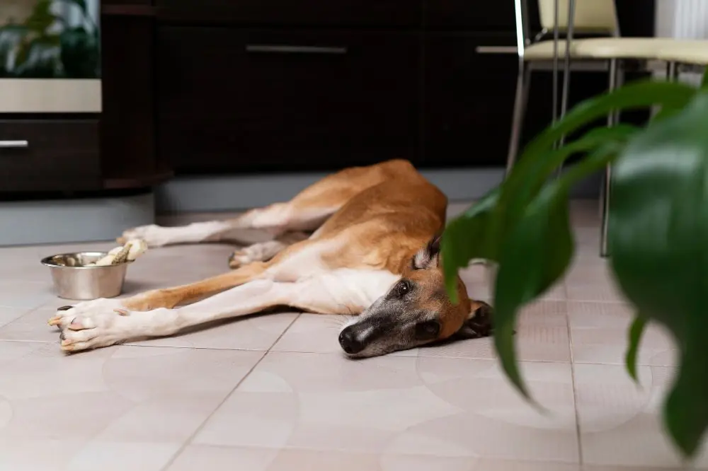 Les signes de la maladie d'Addison chez les chiens et comment la traiter