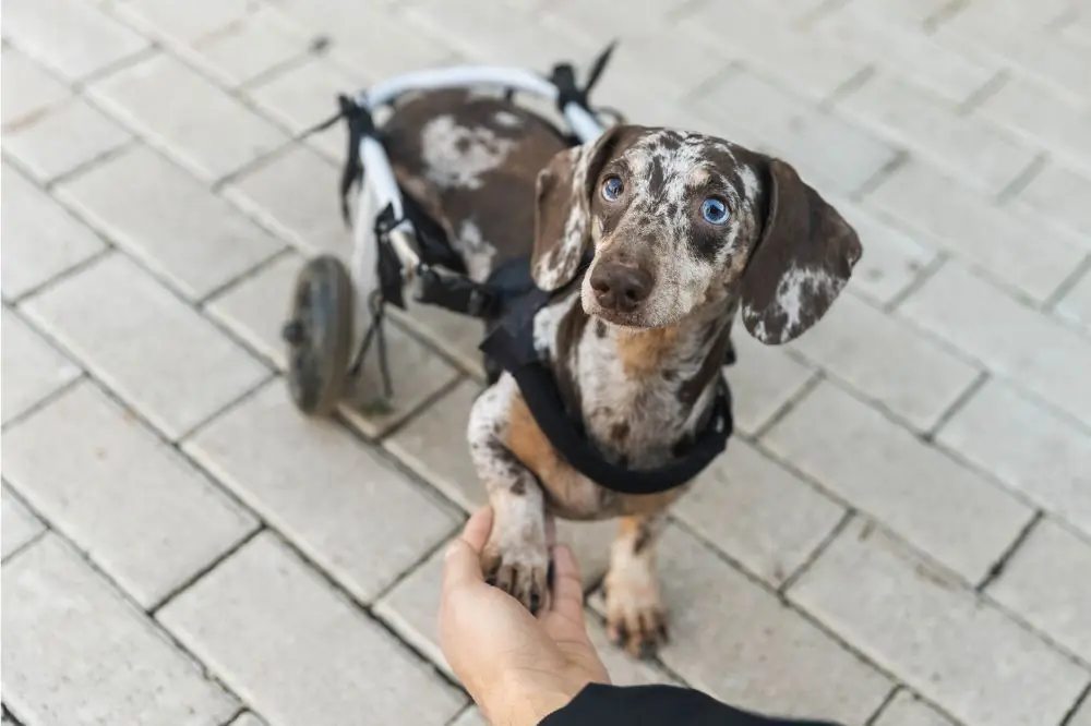 Les signes de la maladie de Parkinson chez les chiens : comment la traiter ?