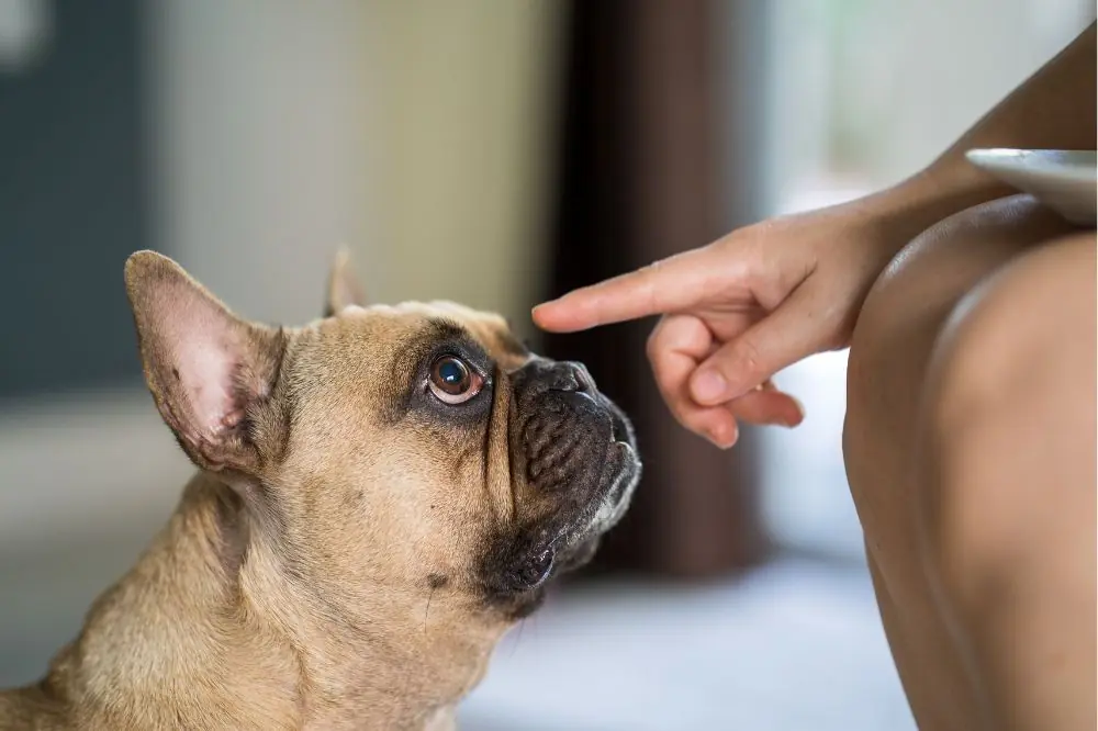 Les signes de la maladie de la cornée chez les chiens et comment la traiter