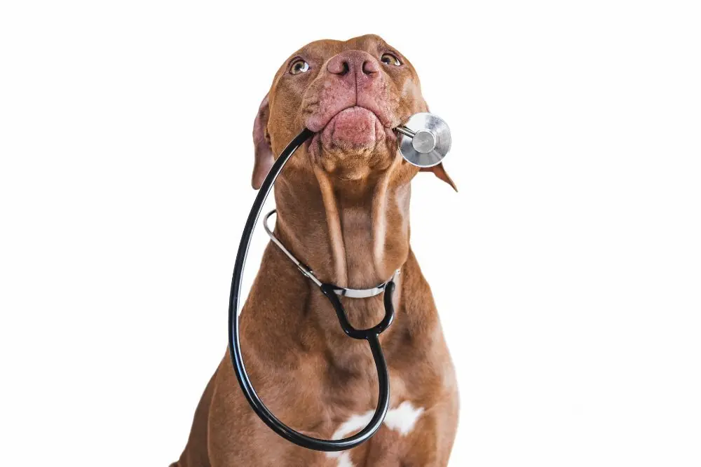 Les signes de la maladie de la valve cardiaque chez les chiens et comment la traiter