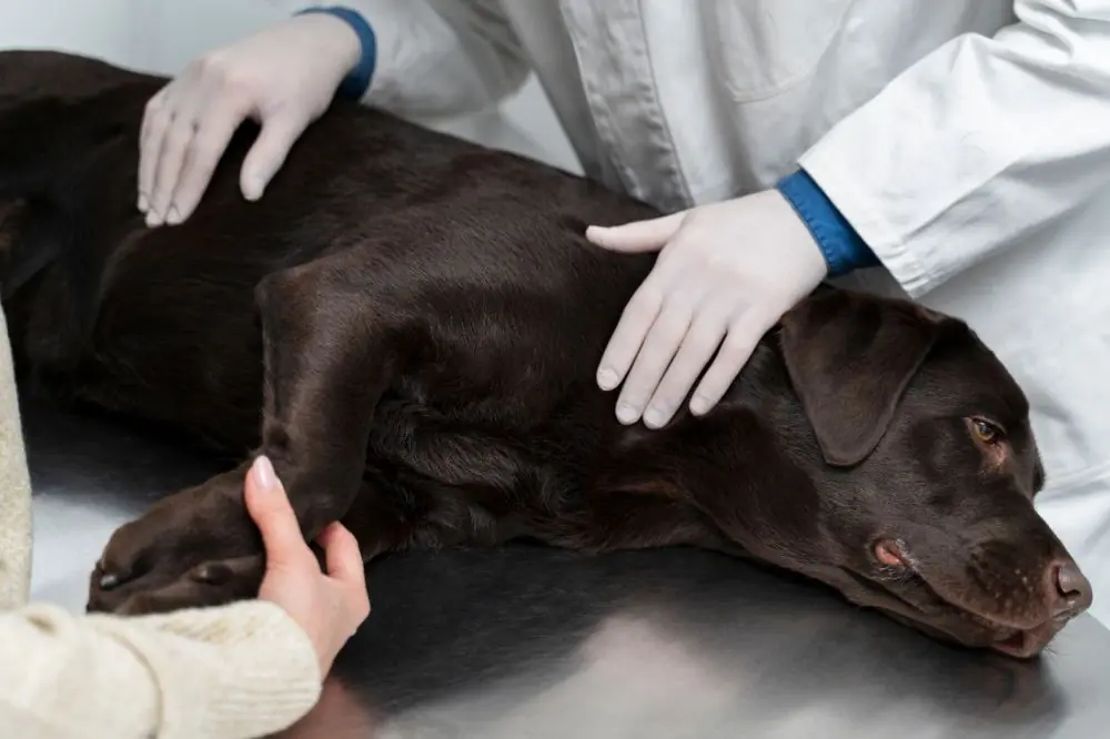 Les signes de la maladie du foie chez les chiens et comment la traiter