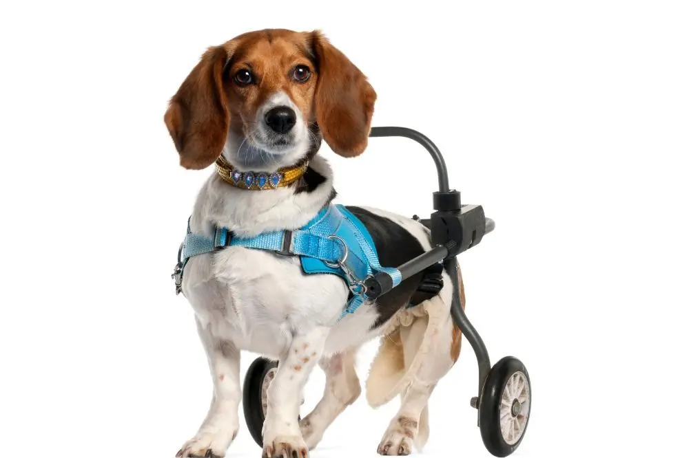 Les symptômes et le traitement de la dysplasie de la hanche chez les chiens