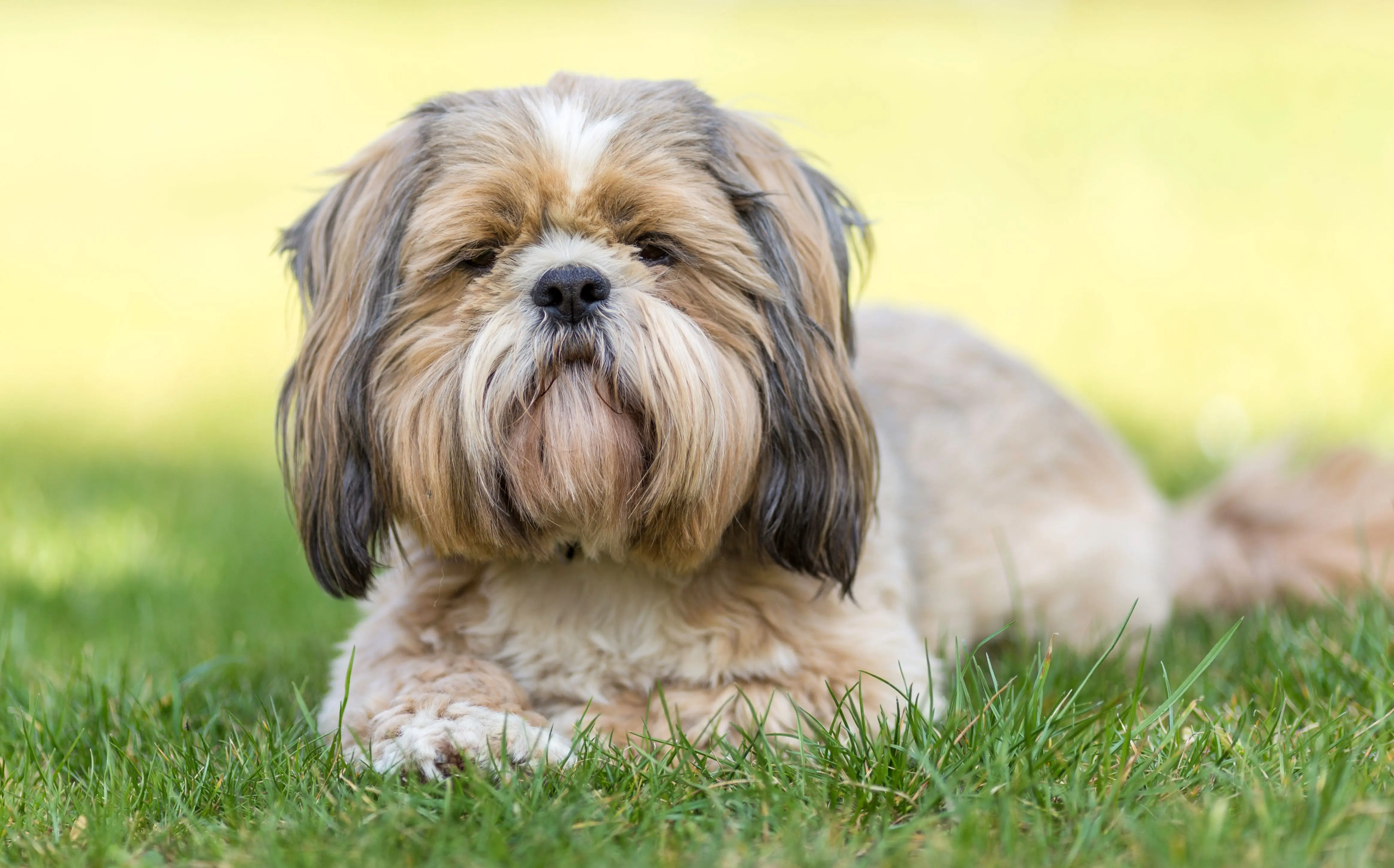 Perro de raza pequeña descansando sobre el pasto